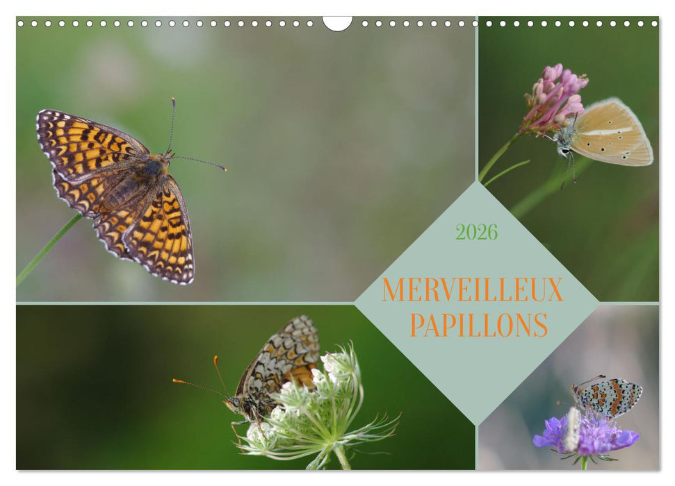 Merveilleux papillons (CALVENDO Calendrier mensuel 2026)
