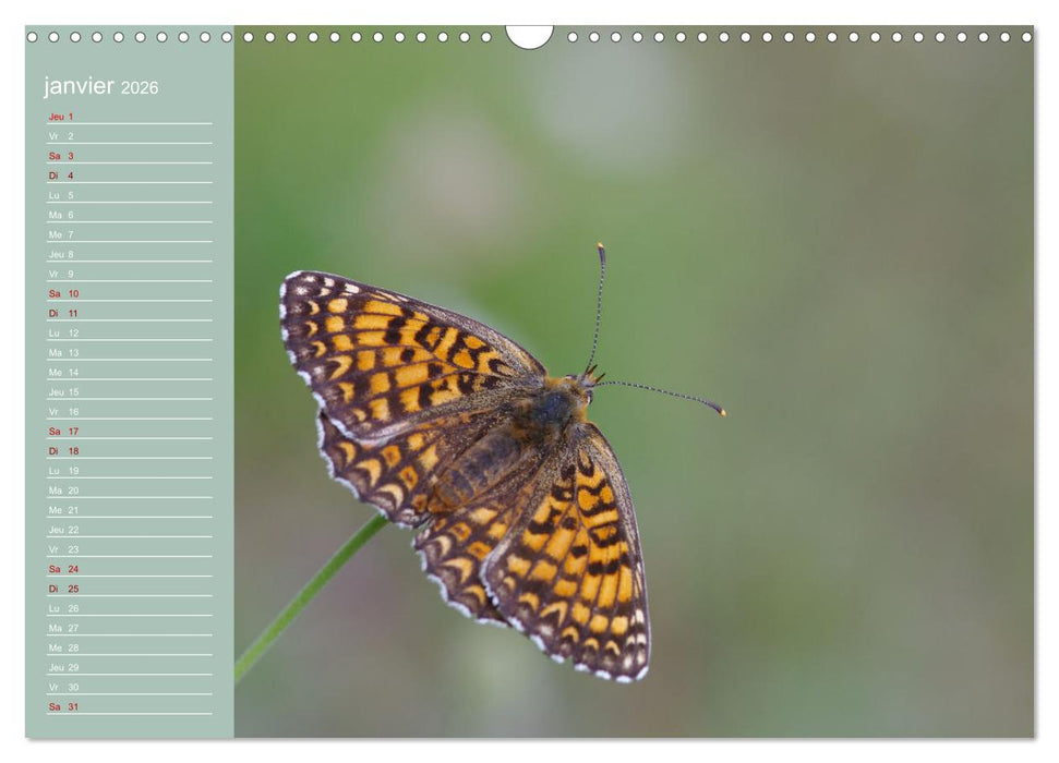 Merveilleux papillons (CALVENDO Calendrier mensuel 2026)