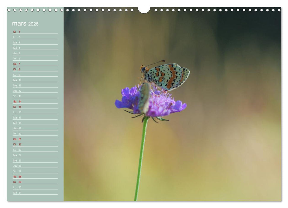 Merveilleux papillons (CALVENDO Calendrier mensuel 2026)