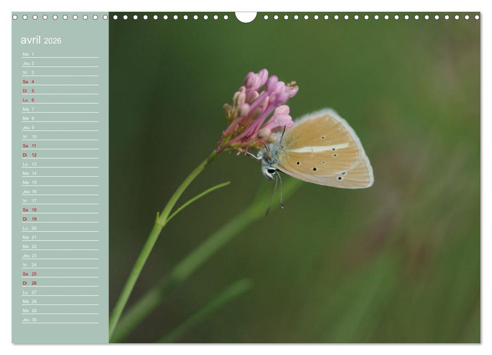 Merveilleux papillons (CALVENDO Calendrier mensuel 2026)