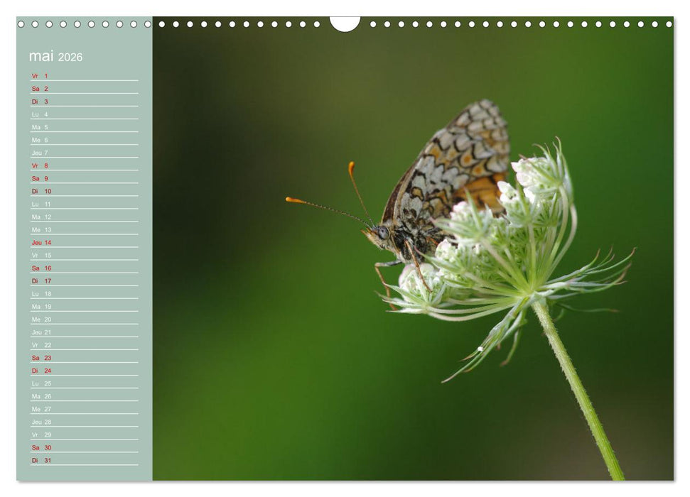 Merveilleux papillons (CALVENDO Calendrier mensuel 2026)