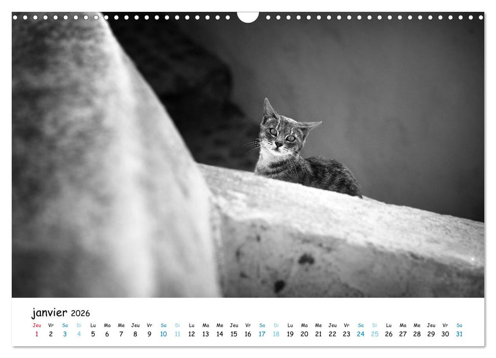 Chats de Santorin - Les princes d'Oia en noir et blanc (CALVENDO Calendrier mensuel 2026)