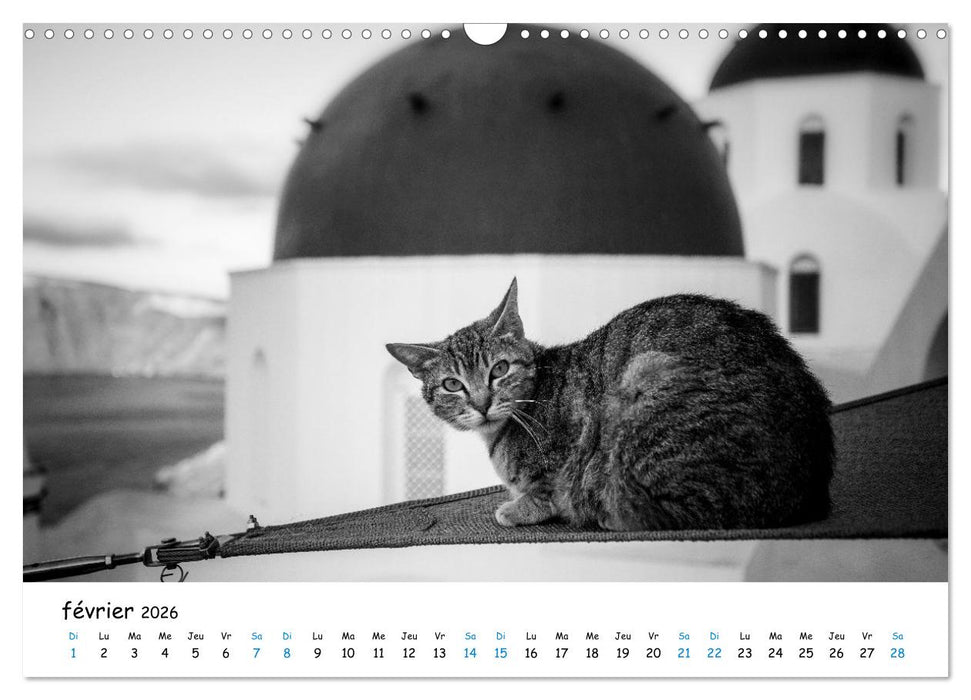 Chats de Santorin - Les princes d'Oia en noir et blanc (CALVENDO Calendrier mensuel 2026)