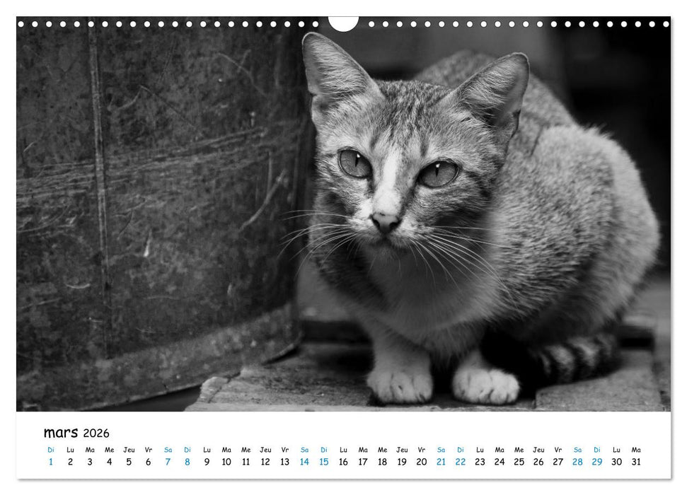 Chats de Santorin - Les princes d'Oia en noir et blanc (CALVENDO Calendrier mensuel 2026)