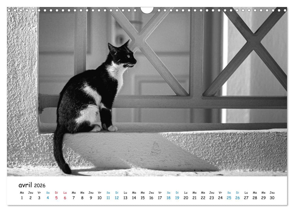 Chats de Santorin - Les princes d'Oia en noir et blanc (CALVENDO Calendrier mensuel 2026)