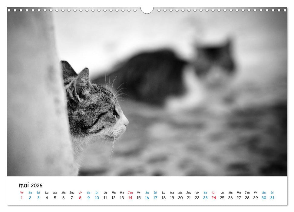 Chats de Santorin - Les princes d'Oia en noir et blanc (CALVENDO Calendrier mensuel 2026)