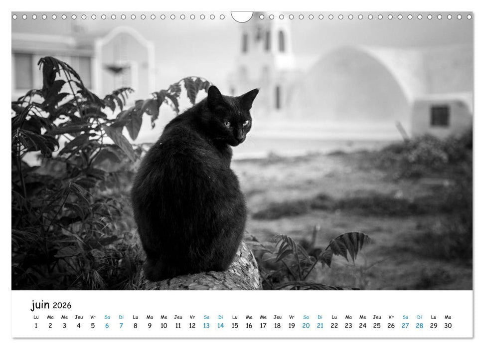 Chats de Santorin - Les princes d'Oia en noir et blanc (CALVENDO Calendrier mensuel 2026)