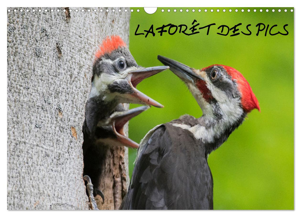 LA FORÊT DES PICS (CALVENDO Calendrier mensuel 2026)