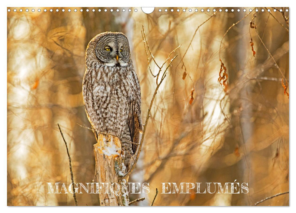 Magnifiques Emplumés (CALVENDO Calendrier mensuel 2026)