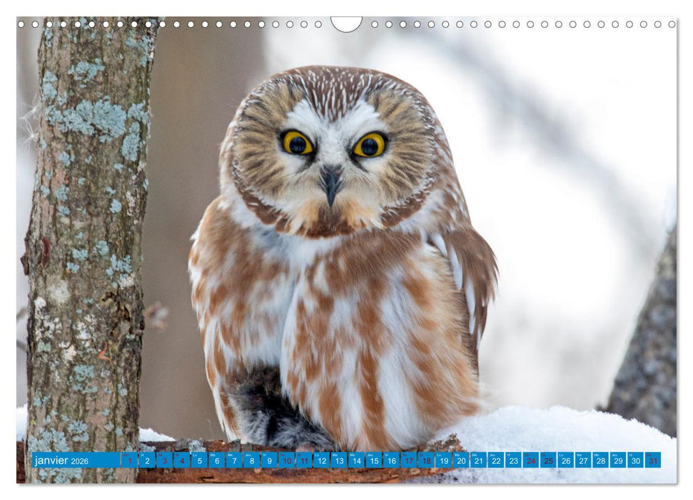 Magnifiques Emplumés (CALVENDO Calendrier mensuel 2026)