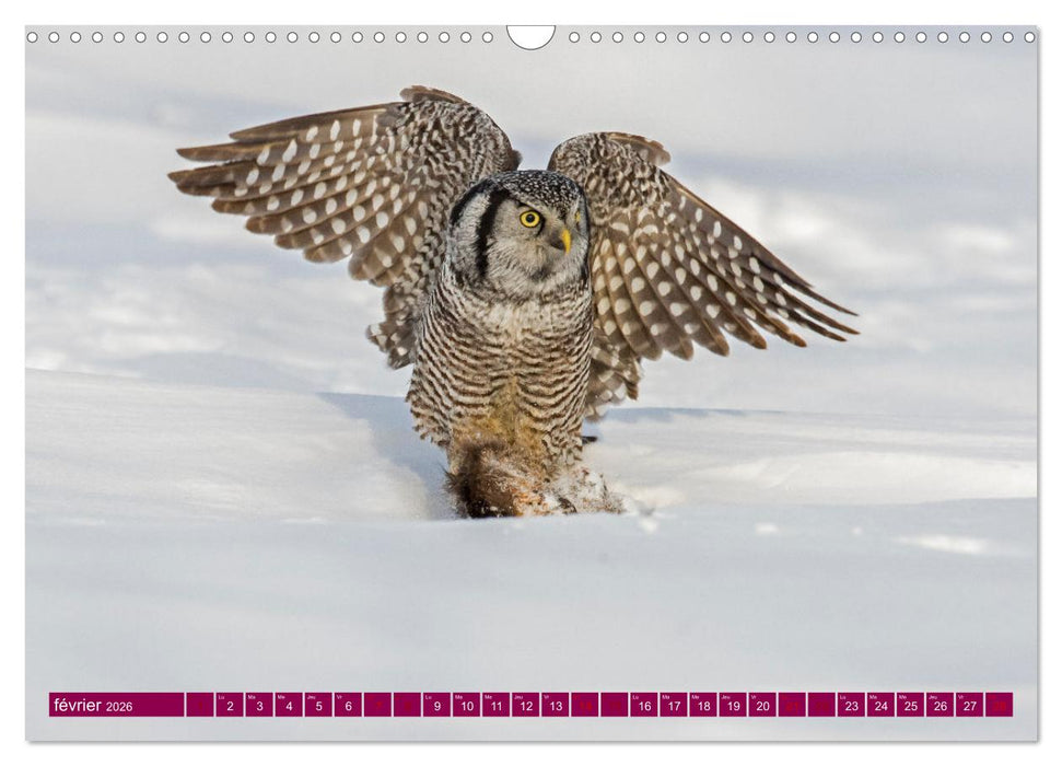 Magnifiques Emplumés (CALVENDO Calendrier mensuel 2026)