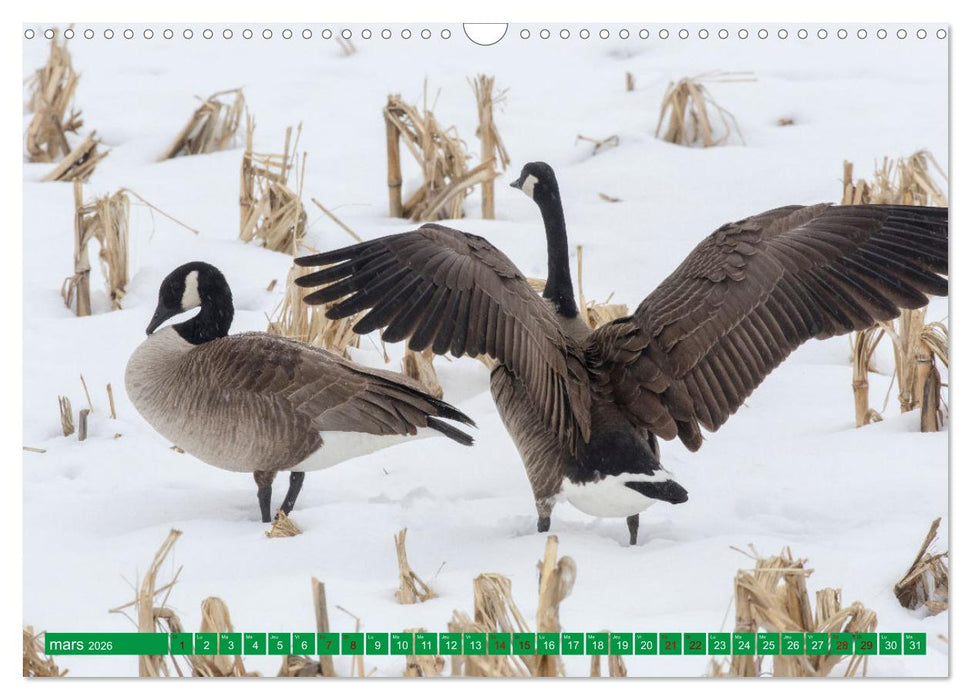 Magnifiques Emplumés (CALVENDO Calendrier mensuel 2026)