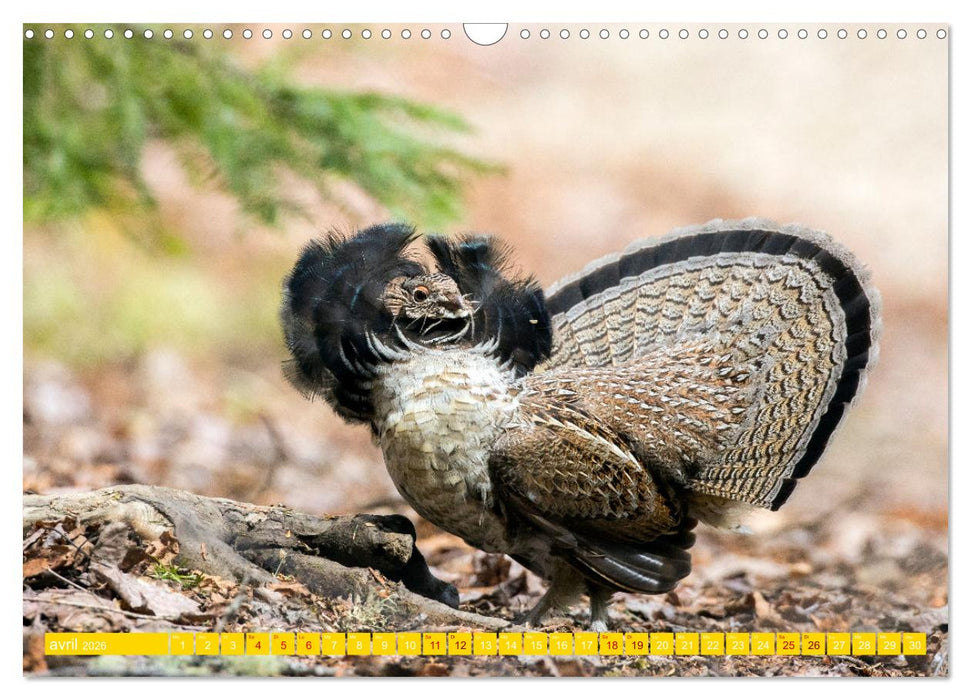 Magnifiques Emplumés (CALVENDO Calendrier mensuel 2026)