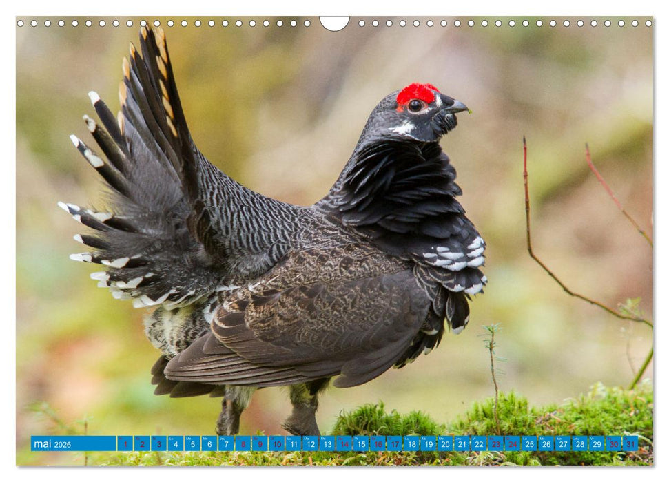 Magnifiques Emplumés (CALVENDO Calendrier mensuel 2026)