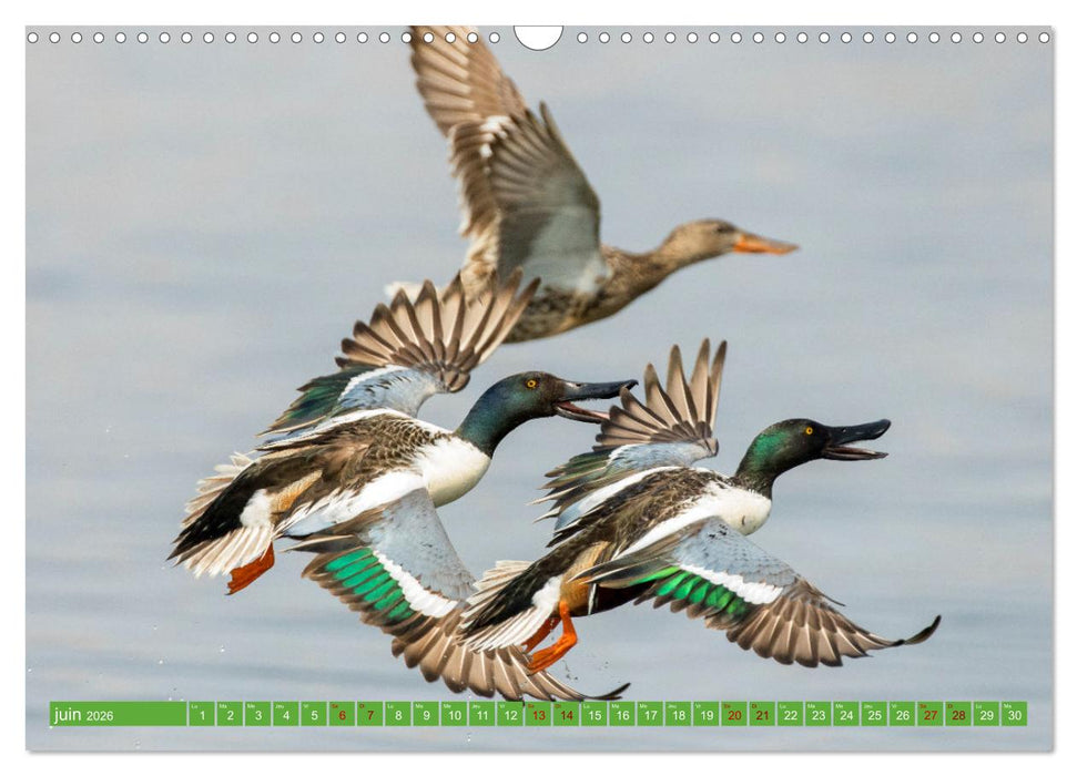 Magnifiques Emplumés (CALVENDO Calendrier mensuel 2026)