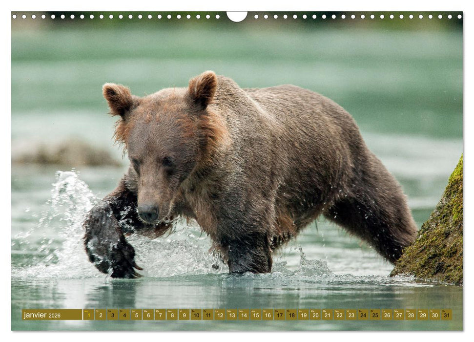 LE GRIZZLY de la Rivière Tatshenshini. Yukon (CALVENDO Calendrier mensuel 2026)