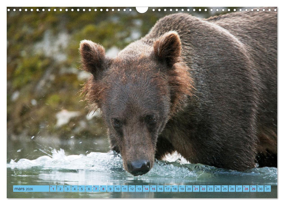LE GRIZZLY de la Rivière Tatshenshini. Yukon (CALVENDO Calendrier mensuel 2026)
