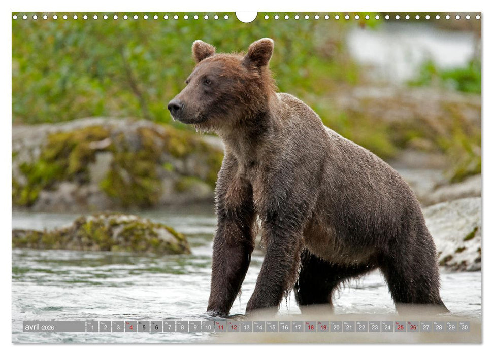 LE GRIZZLY de la Rivière Tatshenshini. Yukon (CALVENDO Calendrier mensuel 2026)