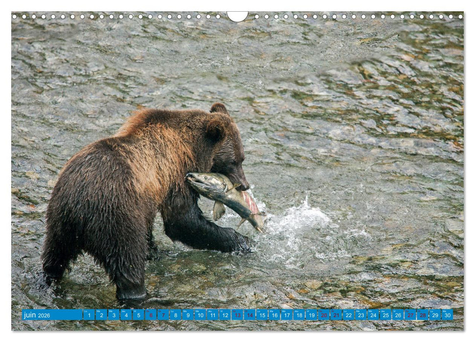 LE GRIZZLY de la Rivière Tatshenshini. Yukon (CALVENDO Calendrier mensuel 2026)