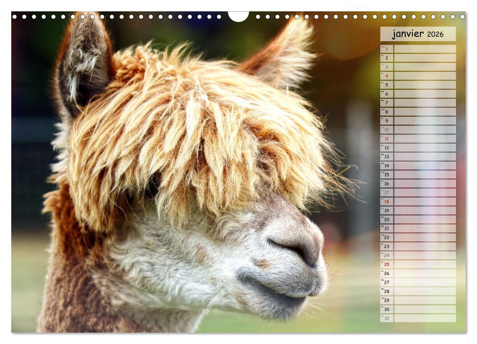 Alpagas, doudous aux coiffures sauvages (CALVENDO Calendrier mensuel 2026)
