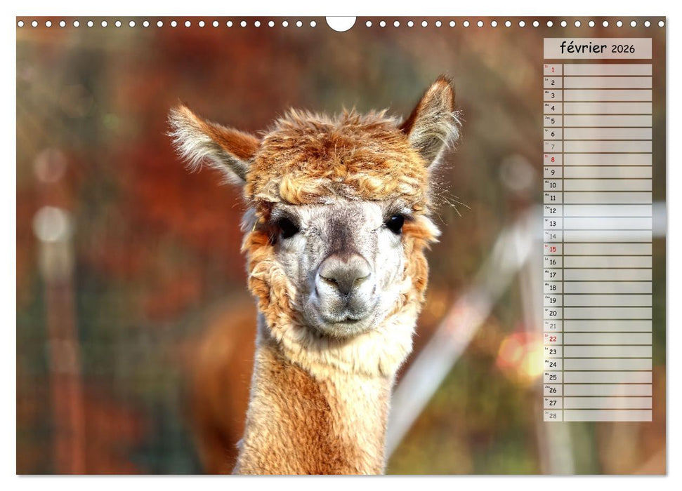 Alpagas, doudous aux coiffures sauvages (CALVENDO Calendrier mensuel 2026)