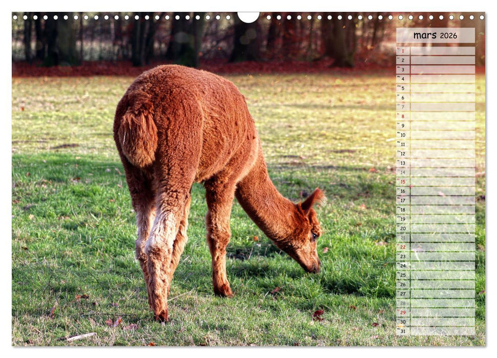 Alpagas, doudous aux coiffures sauvages (CALVENDO Calendrier mensuel 2026)