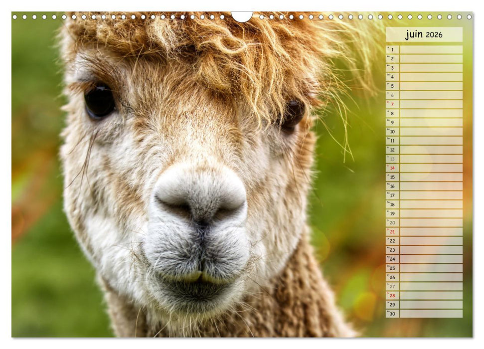 Alpagas, doudous aux coiffures sauvages (CALVENDO Calendrier mensuel 2026)