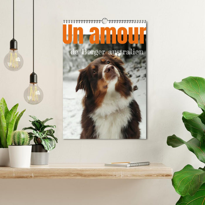 Un amour de berger australien (CALVENDO Calendrier mensuel 2026)
