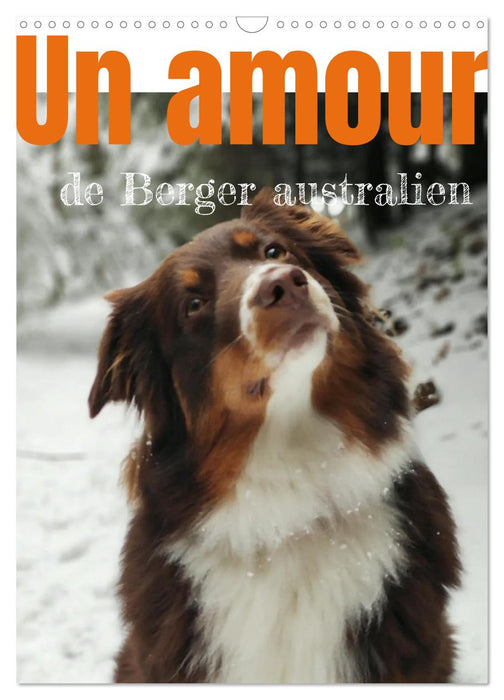 Un amour de berger australien (CALVENDO Calendrier mensuel 2026)