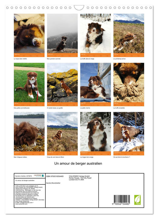 Un amour de berger australien (CALVENDO Calendrier mensuel 2026)