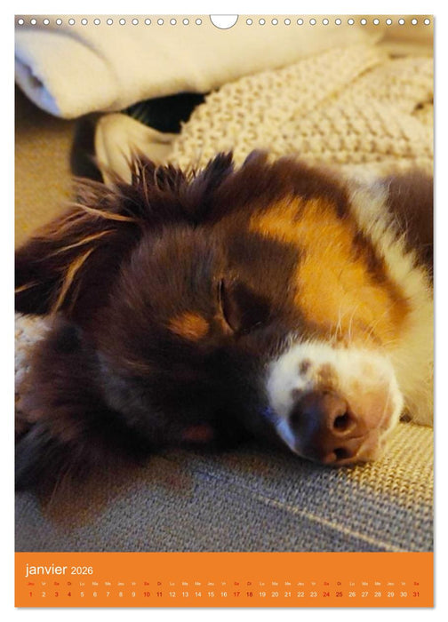 Un amour de berger australien (CALVENDO Calendrier mensuel 2026)