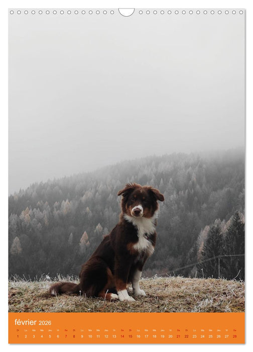 Un amour de berger australien (CALVENDO Calendrier mensuel 2026)