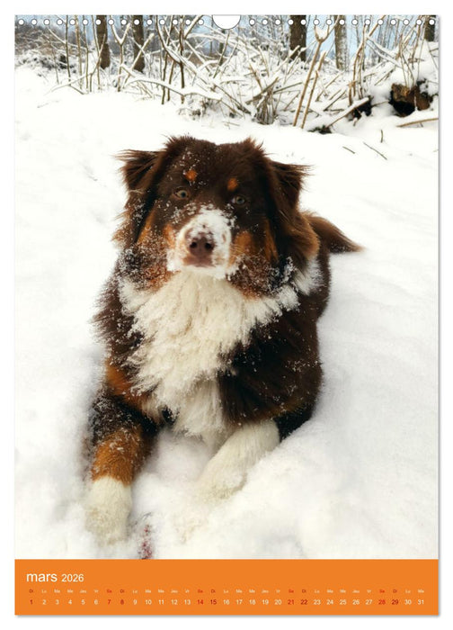 Un amour de berger australien (CALVENDO Calendrier mensuel 2026)