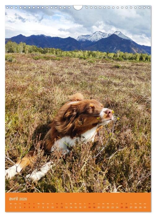 Un amour de berger australien (CALVENDO Calendrier mensuel 2026)