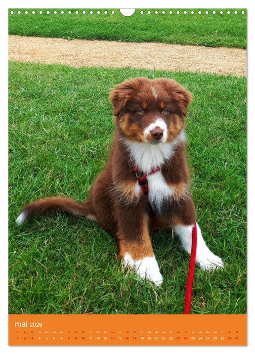 Un amour de berger australien (CALVENDO Calendrier mensuel 2026)