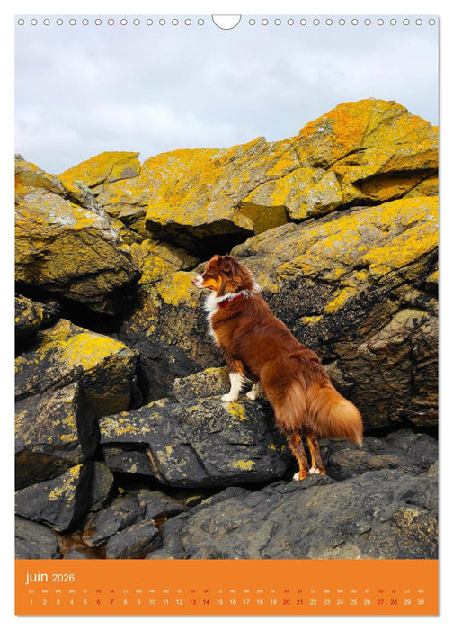 Un amour de berger australien (CALVENDO Calendrier mensuel 2026)