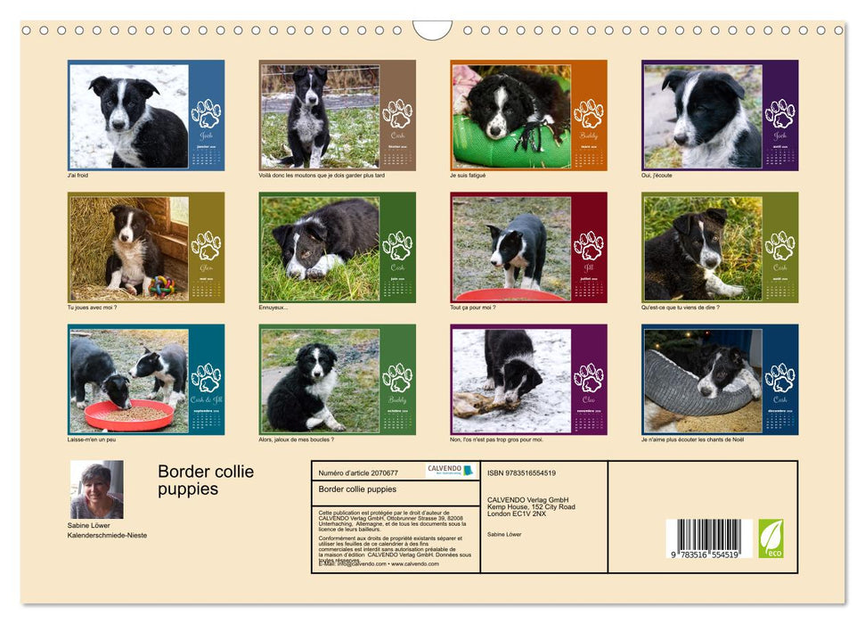 Border collie puppies (CALVENDO Calendrier mensuel 2026)