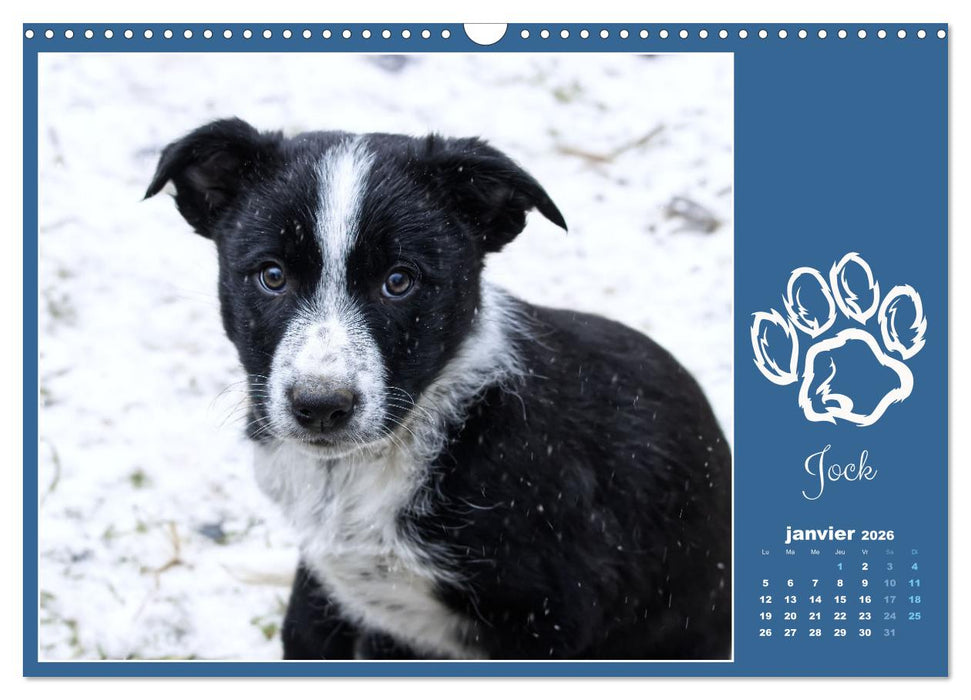 Border collie puppies (CALVENDO Calendrier mensuel 2026)