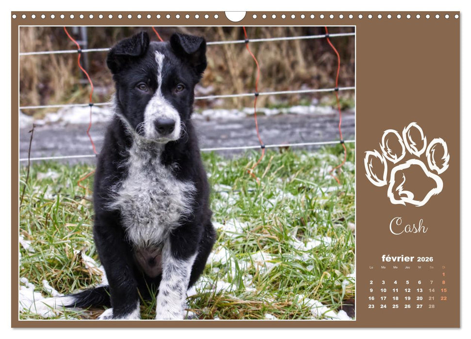 Border collie puppies (CALVENDO Calendrier mensuel 2026)