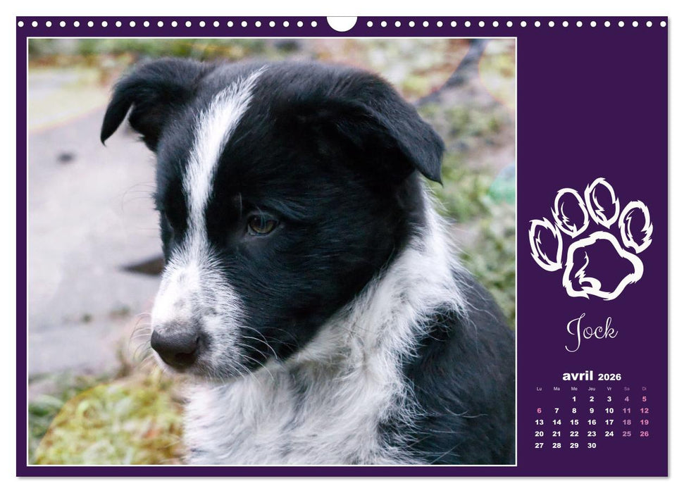 Border collie puppies (CALVENDO Calendrier mensuel 2026)