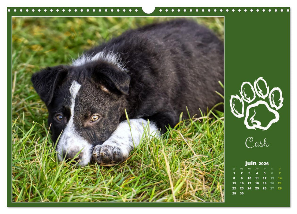 Border collie puppies (CALVENDO Calendrier mensuel 2026)