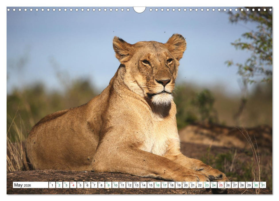 Simba Masai Mara Kenya Africa (CALVENDO Monthly Calendar 2026)