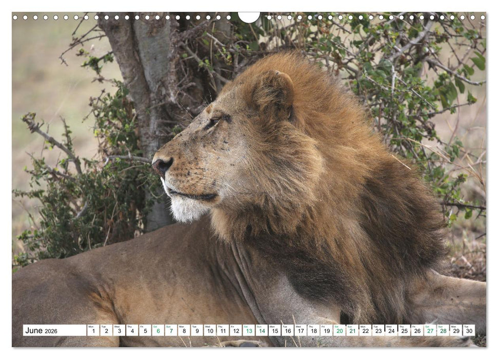 Simba Masai Mara Kenya Africa (CALVENDO Monthly Calendar 2026)