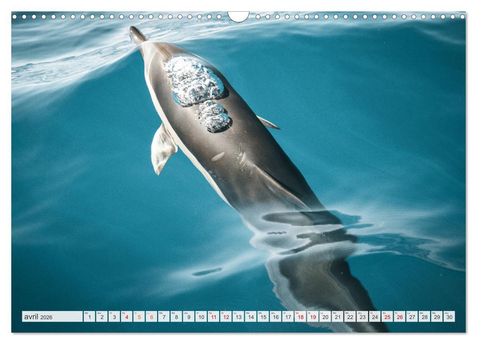 Madère - Paradis dans l’Atlantique (CALVENDO Calendrier mensuel 2026)