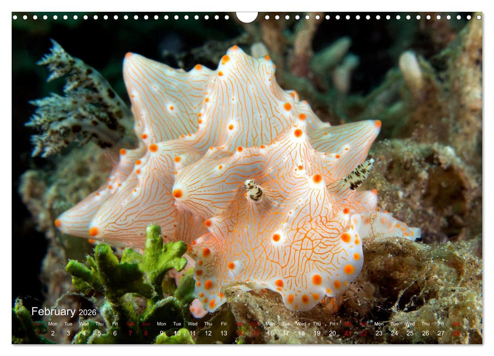 Diving in Indonesia - BEAUTIFUL NUDIBRANCHS (CALVENDO Monthly Calendar 2026)