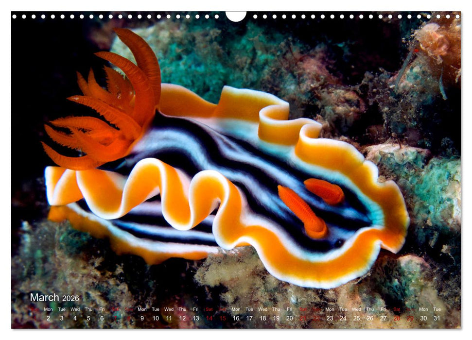 Diving in Indonesia - BEAUTIFUL NUDIBRANCHS (CALVENDO Monthly Calendar 2026)