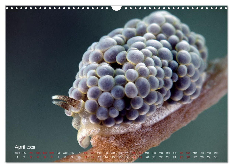 Diving in Indonesia - BEAUTIFUL NUDIBRANCHS (CALVENDO Monthly Calendar 2026)