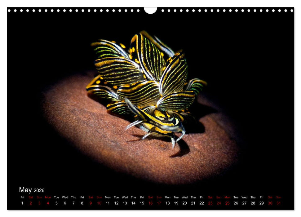Diving in Indonesia - BEAUTIFUL NUDIBRANCHS (CALVENDO Monthly Calendar 2026)