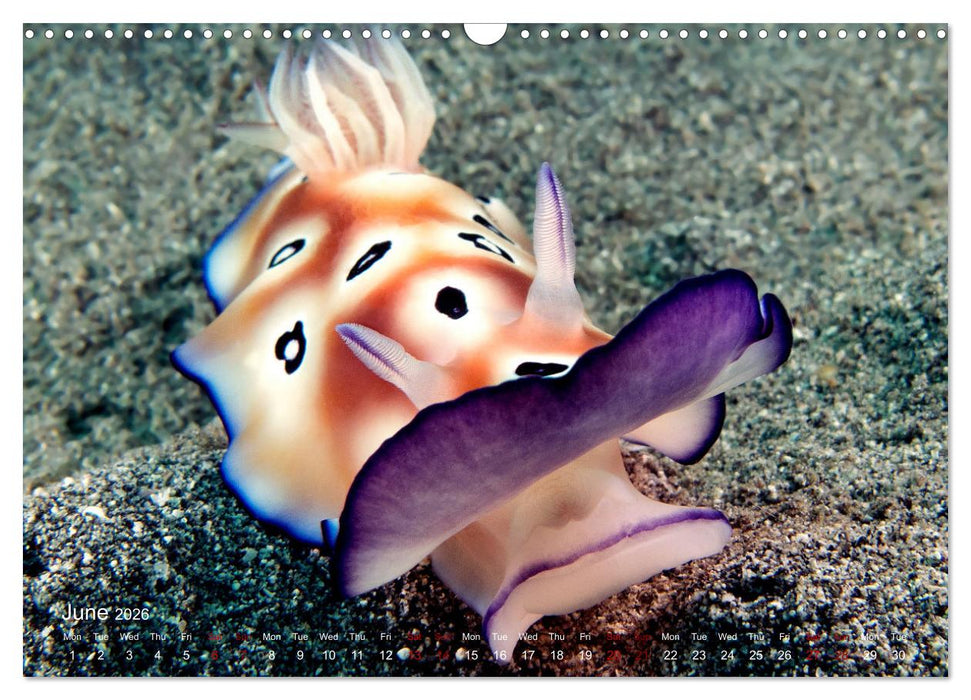 Diving in Indonesia - BEAUTIFUL NUDIBRANCHS (CALVENDO Monthly Calendar 2026)