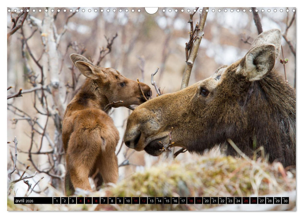 LE GÉANT DES FORÊTS CANADIENNES (CALVENDO Calendrier mensuel 2026)